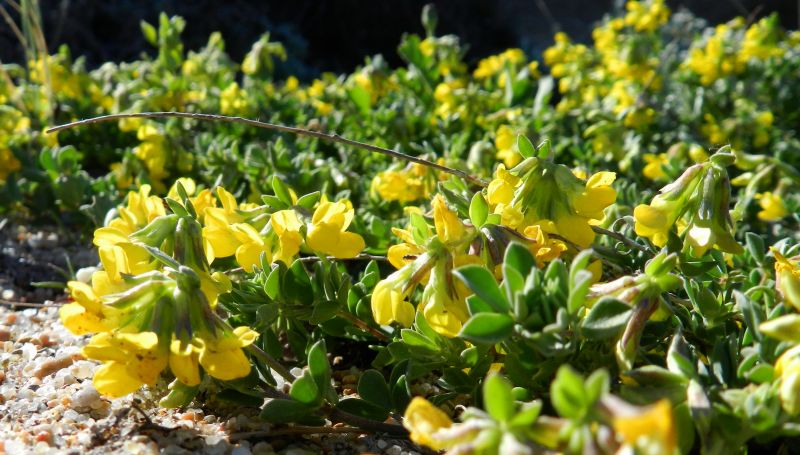Lotus creticus / Ginestrino delle spiagge